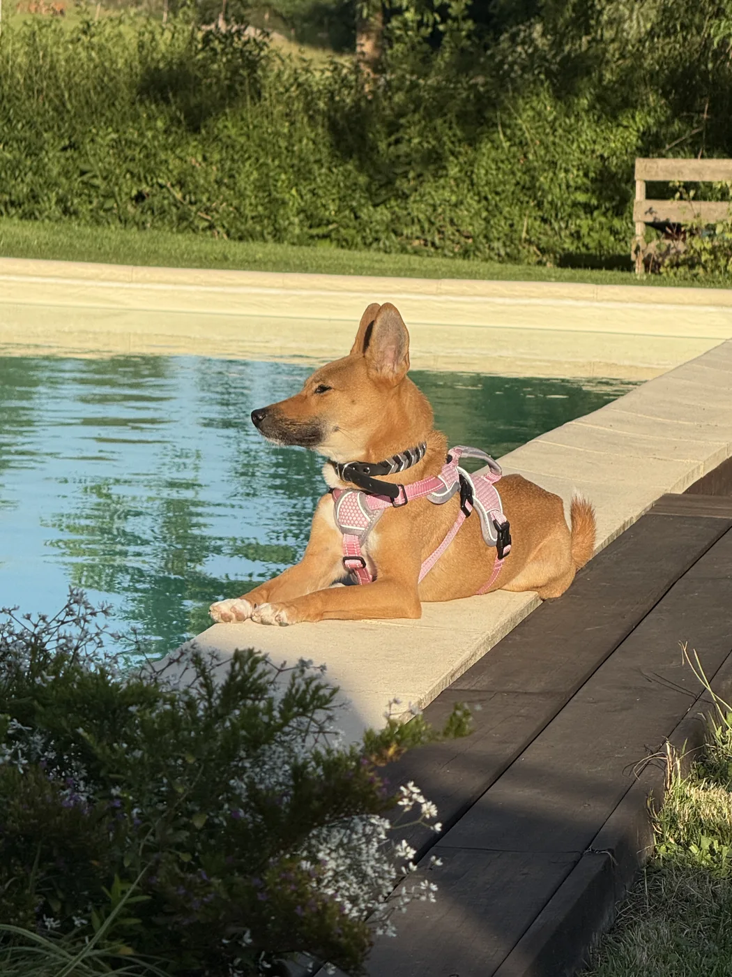 Wika liegt in der Abendsonne am Rand eines Pools und schaut zur Seite