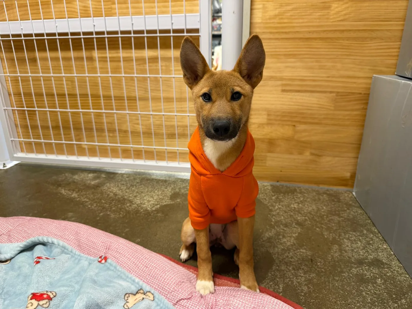 Junge Wika in Korea, sitzend in einem orangefarbenen Pullover