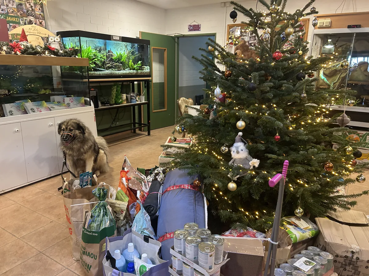 Hund neben einem geschmückten Weihnachtsbaum mit Geschenken und Tierbedarf in einem Innenraum
