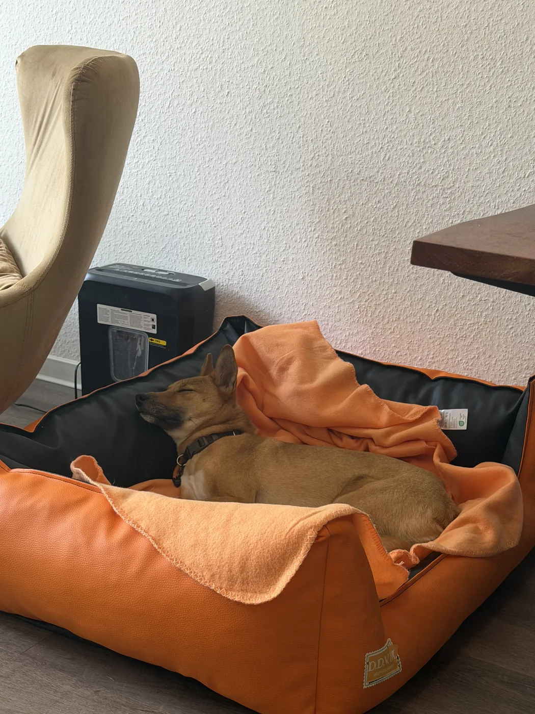Wika schläft mit geschlossenen Augen in ihrem orangefarbenen D.D.V.M.-Körbchen im Büro